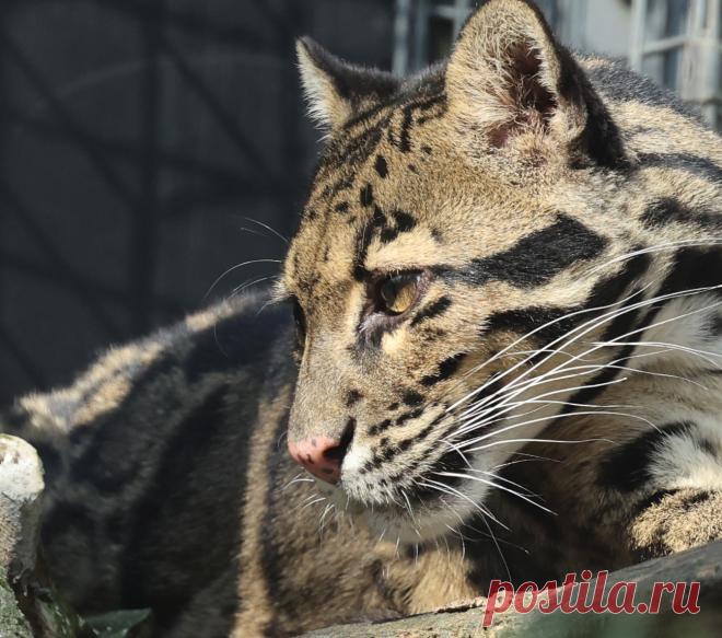 clouded leopard Ouwehand LF1A0844 | safi kok | Flickr