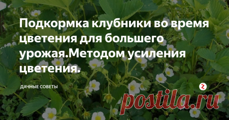 Подкормка клубники во время цветения для большего урожая.Методом усиления цветения. Каждый огородник желает собрать хороший урожай клубники. В конце весны,  начале лета кустики на грядках начинают обильно расцветать. Чтобы  усилить цветение, необходимо опрыскать садовую землянику, используя  борную кислоту. Именно бор улучшает формирование завязей. Чтобы усилить  эффект, необходимо опрыскивать только листки растений борной кислотой.
Для создания раствора понадобиться:
Чайная ложк