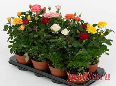 Чем подкормить комнатную розу в домашних условиях