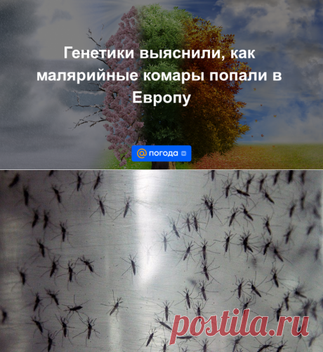 4-5-23-Генетики выяснили, как МОЛЕРИЙНЫЕ комары попали в Европу - ИЗ АМЕРИКИ В ЕВРОПУ ЧЕРЕЗ СИБИРЬ-Погода Mail.ru