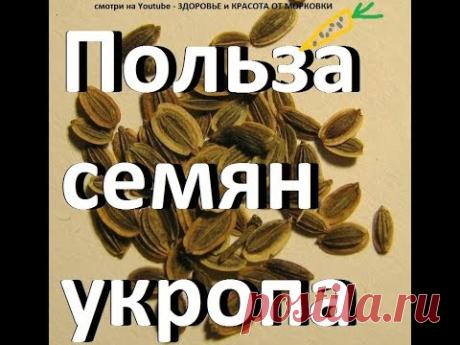 УКРОПНАЯ ВОДА или что лечит укроп - рецепты