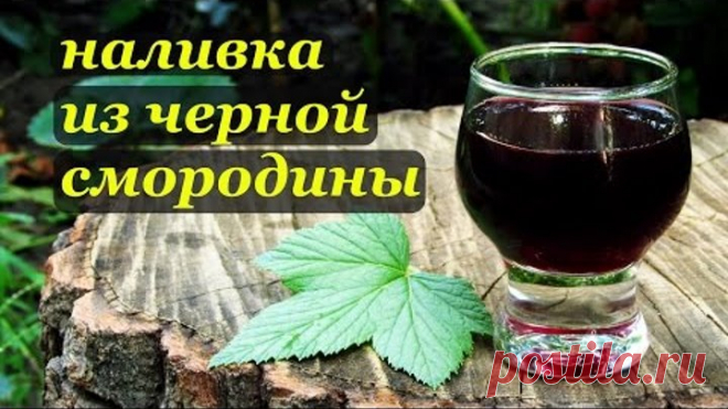 Наливка из черной смородины.