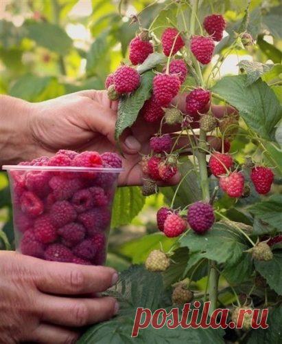 Ведро малины с одного куста