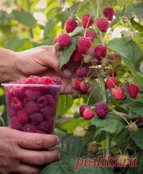 Ведро малины с одного куста