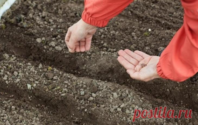 Посадка цветов осенью: какие цветы можно и нужно сеять под зиму Посадка цветов под зимуОсенняя посадка цветов практически ничем не отличается от весенней, хотя и не так приятна в силу погодных условий. Однако если все сделать вовремя, этот процесс не отнимет у вас...