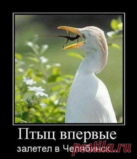 Суровые челябинские ящерицы