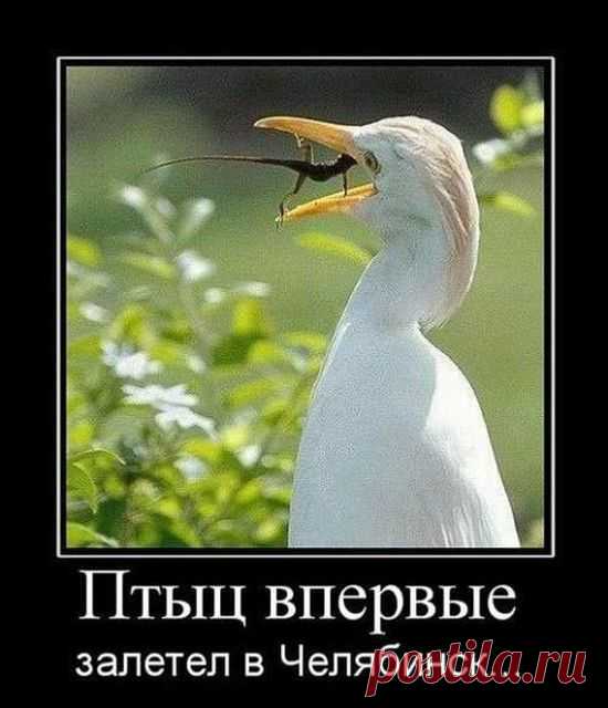 Суровые челябинские ящерицы