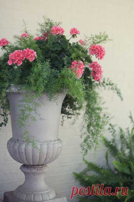 Geranium &amp; Asparagus