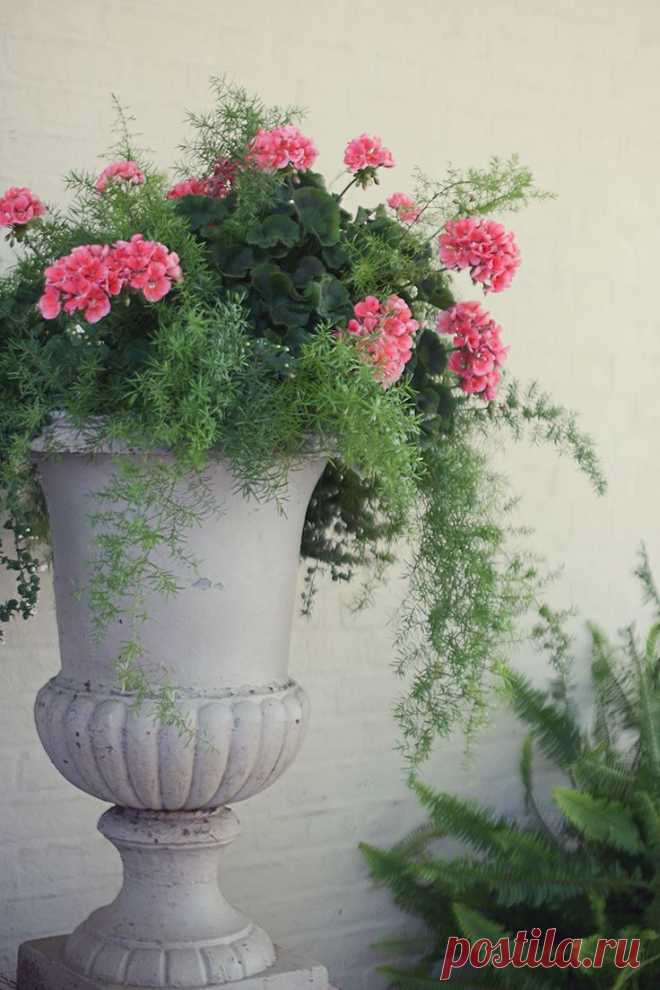 Geranium & Asparagus