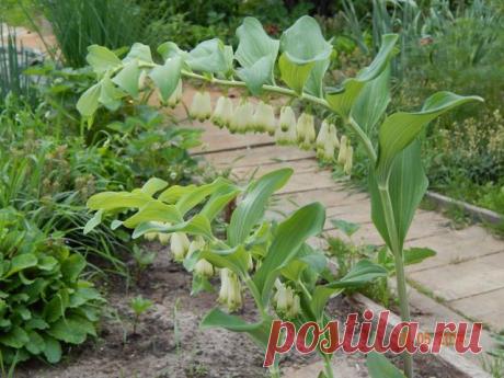 Дачные хитрости
Ольга Соболева (Частоступова)