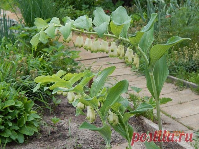 Дачные хитрости
Ольга Соболева (Частоступова)