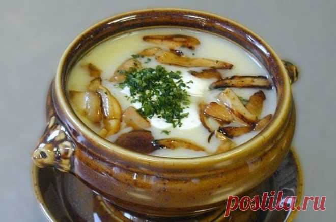 Какие супы можно приготовить из грибов