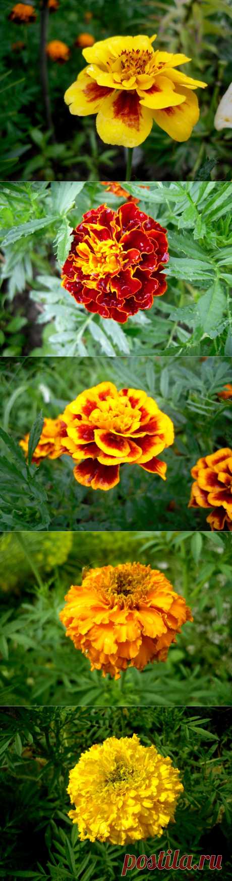 Феерия бархатцев.Бархатцами я много лет любовалась издалека: на городских клумбах, в цветниках друзей. И каждый год говорила себе: «Надо бы посеять бархатцы». И каждый год что-то не складывалось… И вот свершилось наконец-то! Нынешним летом мой сад эти цветы украшают в изобилии. Крохотные и гигантские, пестрые и однотонные — солнечное, радостное и красочное зрелище)))) Да что рассказывать — полюбуйтесь сами!