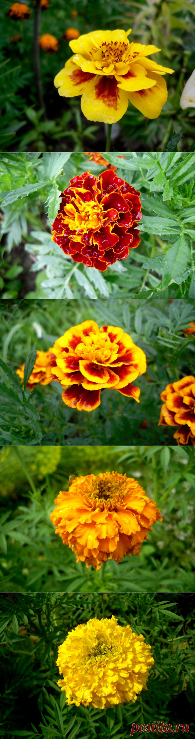 Феерия бархатцев.Бархатцами я много лет любовалась издалека: на городских клумбах, в цветниках друзей. И каждый год говорила себе: «Надо бы посеять бархатцы». И каждый год что-то не складывалось… И вот свершилось наконец-то! Нынешним летом мой сад эти цветы украшают в изобилии. Крохотные и гигантские, пестрые и однотонные — солнечное, радостное и красочное зрелище)))) Да что рассказывать — полюбуйтесь сами!