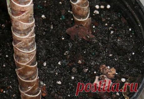 Какая земля нужна для драцены