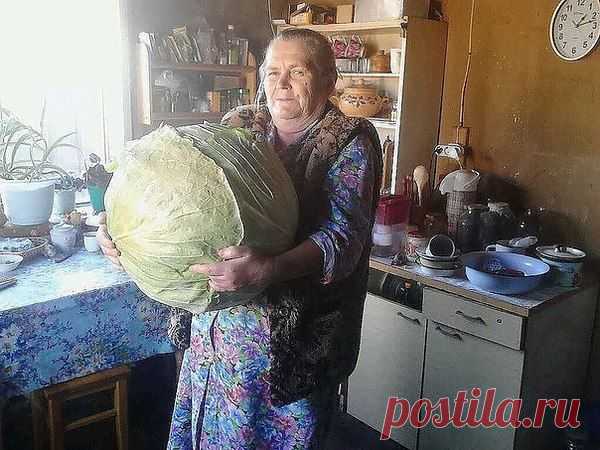 У пенсионеров есть своя КАПУСТА... и свои БАНКИ.