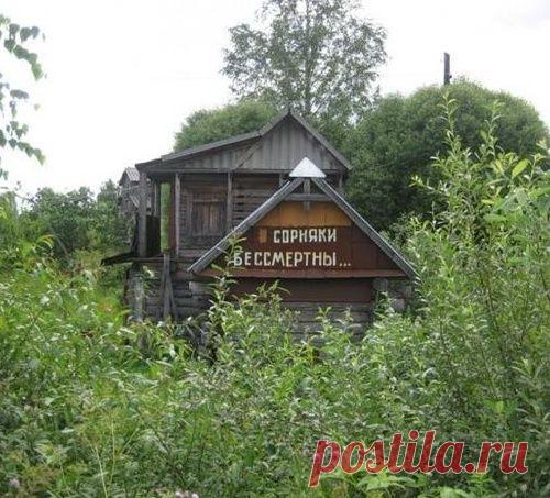 9 способов борьбы с сорняками - МирТесен