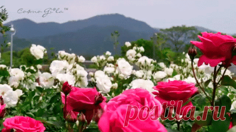 Мой Мир@Mail.Ru
