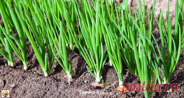 КАК ВЫРАСТИТЬ ХОРОШИЙ УРОЖАЙ ЛУКА