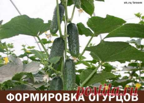 Формировка огурцов - без этого не обойтись. Пожалеешь нижние, останешься без верхнего урожая!
1. На первом этапе на нижней части растения в пазухах 3-5 листьев производится «ослепление». Удаляются все завязи и побеги, которые образуются в пазухах этих листьев. Это нужно для того чтобы растение направило все силы для формирования корневой системы, которая смогла бы в дальнейшем «прокормить» все растение.
2. На следующем этапе в пазухах следующих 3-5 листьев оставляем завязи, боковые побеги удал