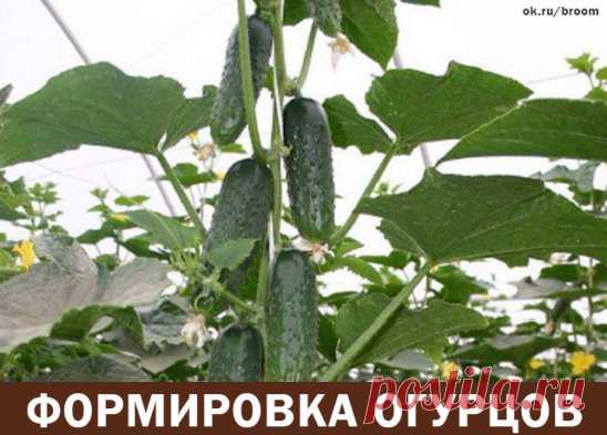 Формировка огурцов - без этого не обойтись. Пожалеешь нижние, останешься без верхнего урожая!
1. На первом этапе на нижней части растения в пазухах 3-5 листьев производится «ослепление». Удаляются все завязи и побеги, которые образуются в пазухах этих листьев. Это нужно для того чтобы растение направило все силы для формирования корневой системы, которая смогла бы в дальнейшем «прокормить» все растение.
2. На следующем этапе в пазухах следующих 3-5 листьев оставляем завязи, боковые побеги удал