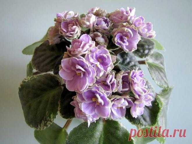 Калейдоскоп Фиалок - Просмотр темы - Buckeye Sarsparilla (P. Hancock)