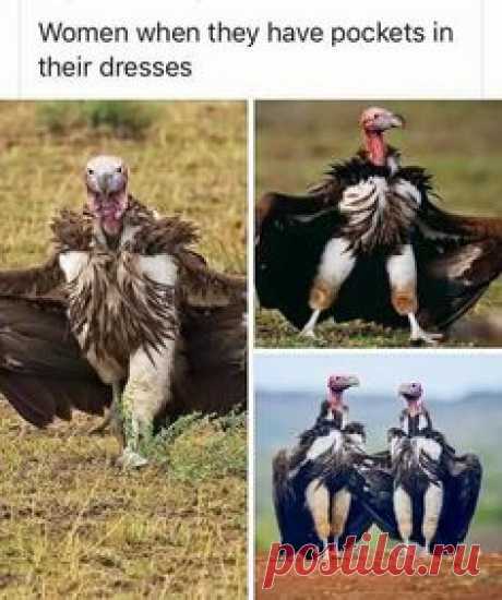Women when they have pocket in their dresses

#funny #birds #memes #girls #gagbee