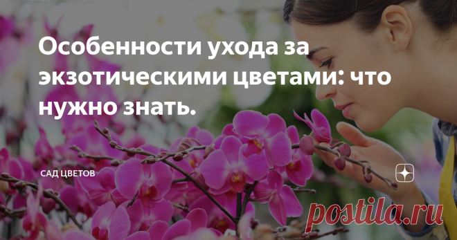 Особенности ухода за экзотическими цветами: что нужно знать. Цветы являются одним из самых популярных и любимых подарков, которые мы можем дарить друг другу в любой ситуации. Они не только украшают нашу жизнь, но и являются символом любви, уважения и благодарности. Как правило, мы выбираем для наших букетов и композиций наиболее распространенные цветы, такие как розы, тюльпаны, хризантемы и герберы. Однако, существуют также экзотические цветы, которые не только прекрасно с...