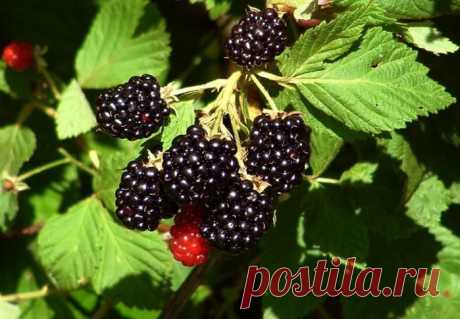 Как размножить ежевику? » Кумушка.com