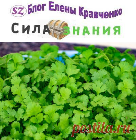 Когда сажать кинзу в открытый грунт семенами весной 2022 года