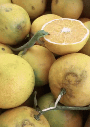 Lizard Licking GIF - Lizard Licking Citrus - Discover & Share GIFs