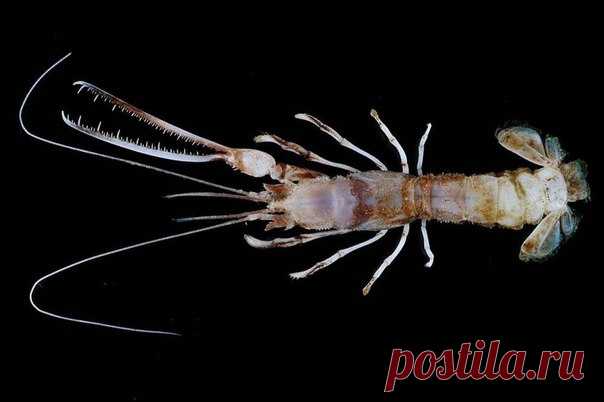 В водах у острова Ява обнаружены десятки неизвестных видов морских существ. В частности, одно из них – это омар с клешнями, похожими на пилу.