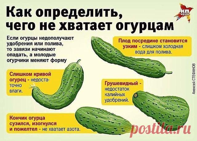 Сажаю огурцы по методу белорусской тётушки 

Прошлой весной мы ездили к родственникам в Белоруссию и привезли оттуда способ посадки огурцов в грунт, которым пользуется моя тетя, Вера Кирилловна, уже не один десяток лет. Для посадки она готовит следующие компоненты: перегной, древесную золу, кипяток и собственно семена. Инструмент, применяемый в этой операции, всем известен — это лопата. 

Копает небольшую грядку длиной 2 м и шириной 60–70 см. В ней делает лунки в шахматном...