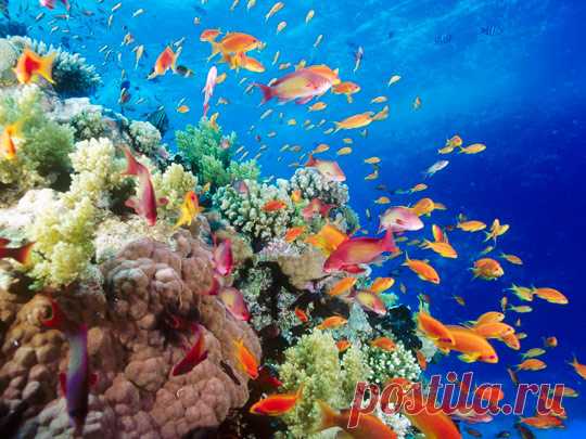 korally_rif_kartinki_foto_16_glavnaja.jpg (540×405)