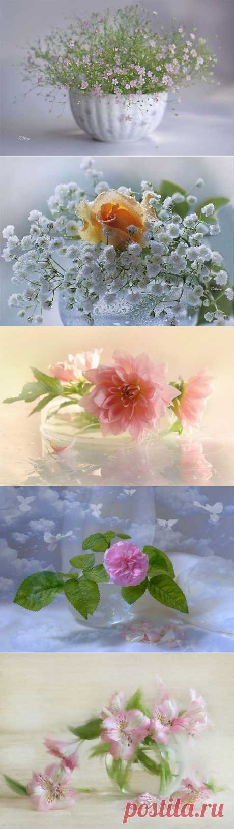 сообщение Рябина_Рябинушка : Подборка нежных натюрмортов от разных авторов (06:11 20-11-2015) [5458684/377275636] - g.bosova@mail.ru - Почта Mail.Ru