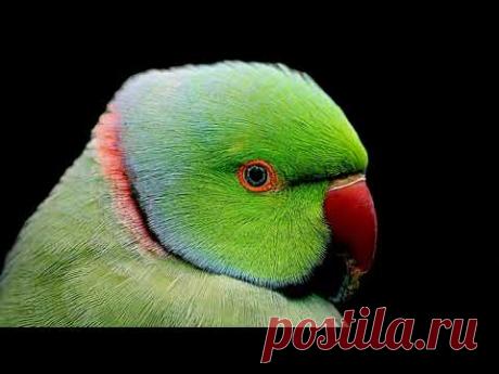 История про Попугая.(Михаил Жванецкий).(2021).