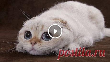 Crazy Animal Videos Compilation
