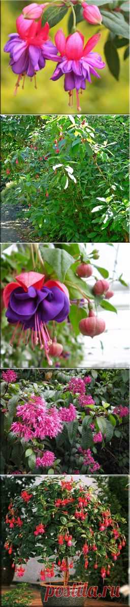 Фуксия (Fuchsia). Описание, виды и уход за фуксией | Флористика на "Добро ЕСТЬ!"
