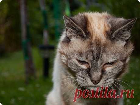 Как долго, сколько живут кошки?
