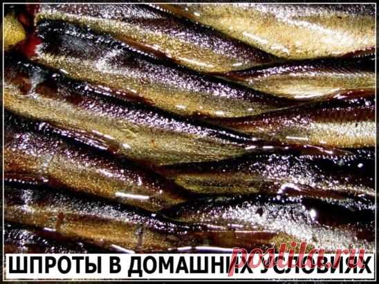 ШПРОТЫ