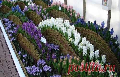 Секреты красивой клумбы своими руками