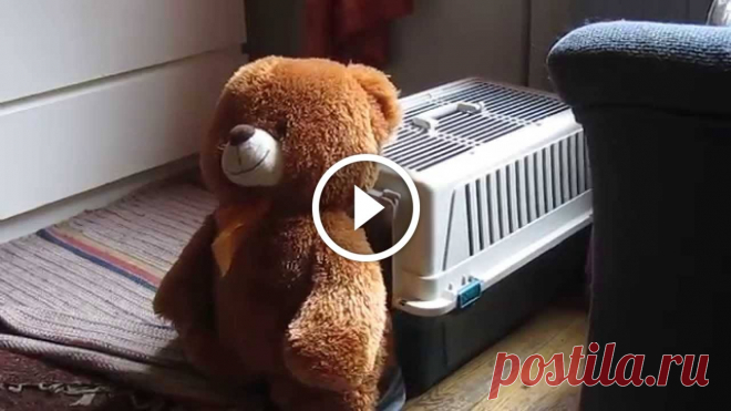 Dog Stuffs Teddy Bear Into Kennel