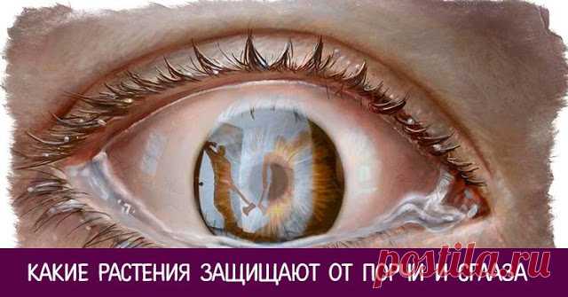 Какие растения защищают от порчи и сглаза 

Какие растения защищают от порчи и сглаза
 
Хотите защитить свой дом от порчи и сглаза, но потерялись в большом количестве существующих сегодня оберегов и талисманов? Тогда вам стоит сделать выбор в…