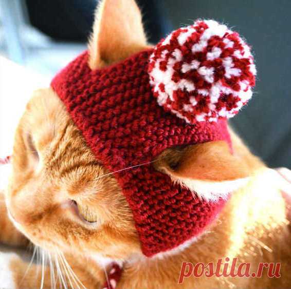 Головные уборы для кошек