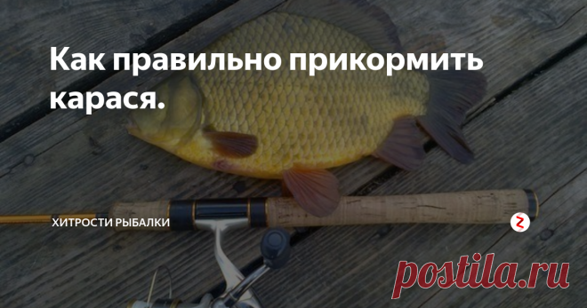 Как правильно прикормить карася.  Законы рыбной ловли диктуют нам главное и основное условие для успешного клева - прикормка. Именно, благодаря ей возможно поймать крупных рыбных особей. Например, ловля карася, такого простого с виду. Но, известно, что эта рыба страдает ленью, и поэтому без прикормки 