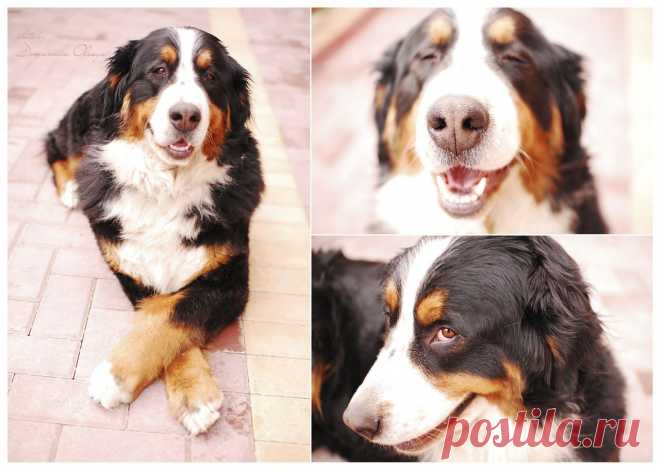 Улыбающаяся собака.