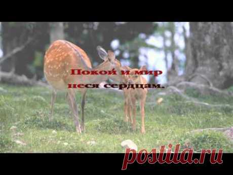 Позволь мне головой склоненной. Сборник &quot;Юность Иисусу&quot;, раздел &quot;Молитвенные&quot;. Фонограммы-аранжировки, текст и караоке в форматах *.mid, *.kar, *.mp3 и *.divx