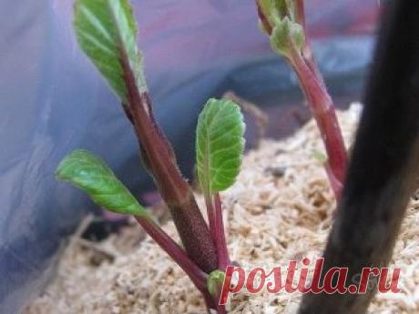 ПОЛЕЗНЫЕ СОВЕТЫ ДАЧНИКАМ: СЕКРЕТЫ ЧЕРЕНКОВ, КАКУЮ ПОЛЬЗУ НЕСУТ ОТХОДЫ....
1. В непрозрачной посуде корешки образуются гораздо лучше, чем в прозрачной.
2. Воду при испарении лучше не менять, а доливать.
3. Если воды слишком много, в нижней части банки мало кислорода, черенки могут загнить.
4. Важно количество черенков. Жимолость, например, не даст корни, если в 200 мл воды будет находиться более трех веточек.
5. Частенько для черенкования берут очень длинные побеги. Замечено, что чем ниже распол