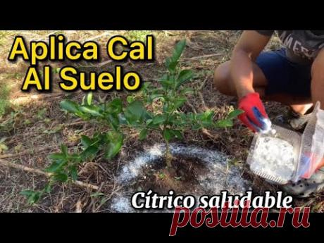 Cítricos nutridos y saludables ,Aplica cal al Suelo para que la planta 🪴absorba los abonos un 100X%