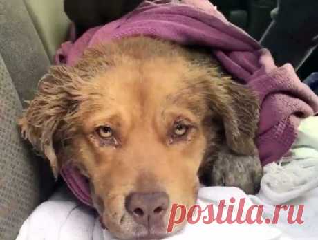 Бедный золотистый ретривер спрятался от разъяренных собратьев и ждал помощи… 
Иногда животные страдают не только от людей, но и от своих собратьев! Этот золотистый ретривер подвергся жестокому нападению своры разъяренных собак.

Он защищался как мог, но они были сильнее его. Т…